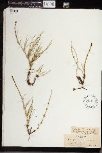 Equisetum arvense image