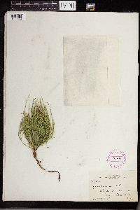 Equisetum arvense image