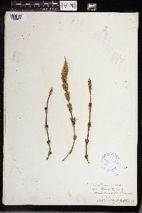 Equisetum arvense image