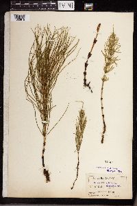 Equisetum arvense image