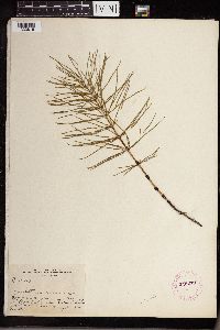 Equisetum arvense image