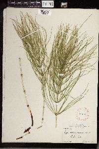Equisetum arvense image