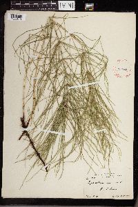 Equisetum arvense image