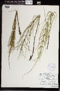 Equisetum arvense image