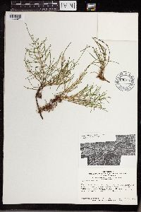 Thumbnail image of current specimen