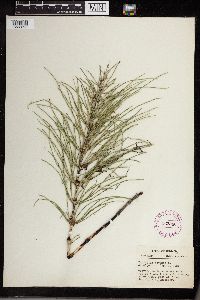 Thumbnail image of current specimen