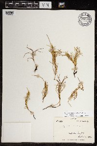 Equisetum arvense image