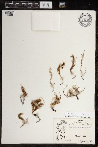 Equisetum arvense image