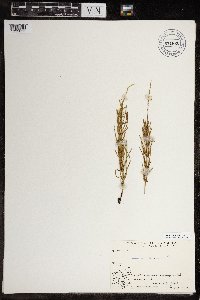 Equisetum arvense image