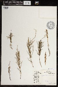 Equisetum arvense image