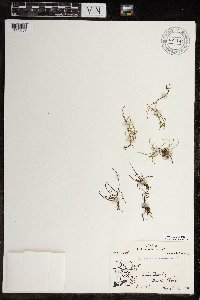 Equisetum arvense image