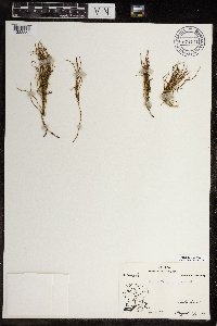 Equisetum arvense image