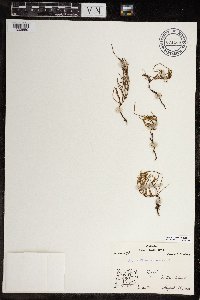 Equisetum arvense image