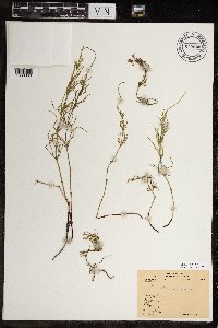 Equisetum arvense image