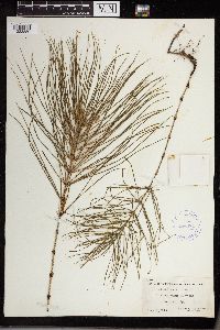 Thumbnail image of current specimen