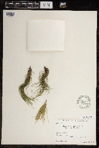 Equisetum arvense image