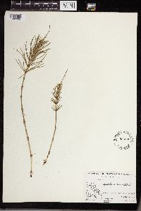 Thumbnail image of current specimen