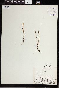 Thumbnail image of current specimen