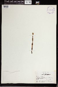 Thumbnail image of current specimen