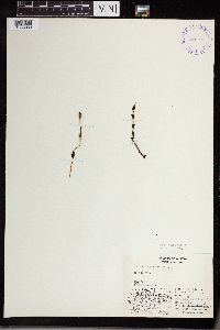 Thumbnail image of current specimen