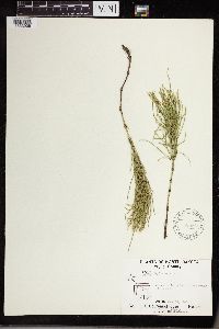 Thumbnail image of current specimen