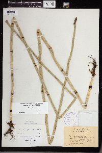 Equisetum x ferrissii image