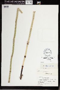 Equisetum x ferrissii image