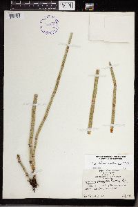 Equisetum x ferrissii image