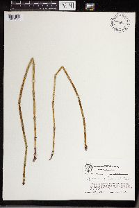 Equisetum x ferrissii image
