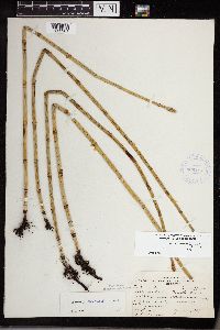 Equisetum x ferrissii image