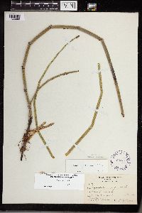 Equisetum x ferrissii image