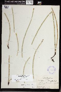 Equisetum x ferrissii image