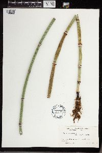 Equisetum x ferrissii image