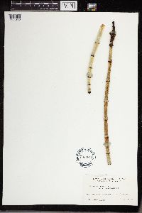 Equisetum x ferrissii image