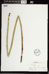 Equisetum x ferrissii image
