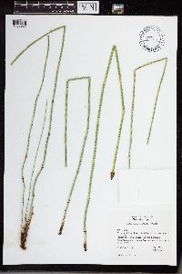 Equisetum x ferrissii image