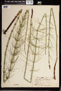 Equisetum fluviatile image