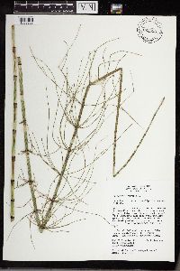 Equisetum fluviatile image