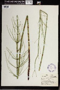 Equisetum fluviatile image