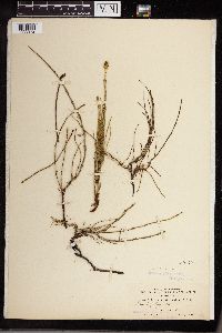 Equisetum fluviatile image