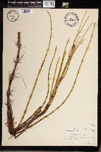 Equisetum fluviatile image