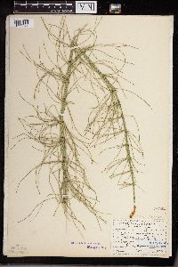 Equisetum fluviatile image