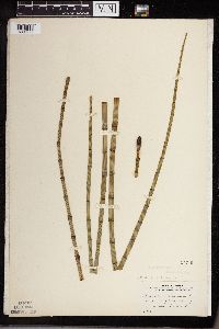 Equisetum fluviatile image
