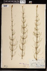 Equisetum fluviatile image