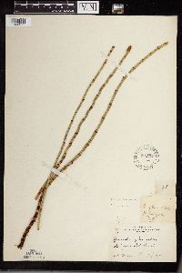 Equisetum fluviatile image