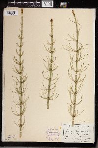 Equisetum fluviatile image