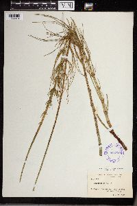 Equisetum fluviatile image
