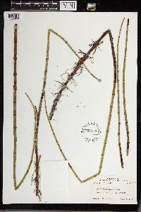 Equisetum fluviatile image