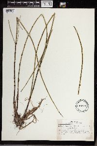 Equisetum fluviatile image