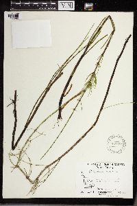 Equisetum fluviatile image